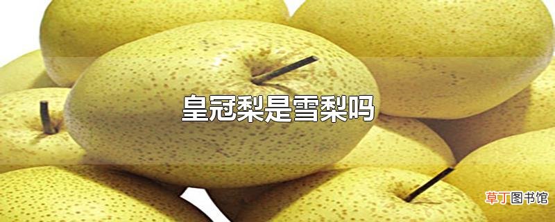 皇冠梨是雪梨吗