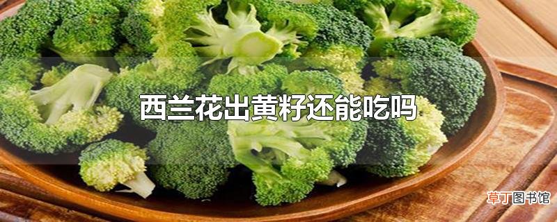 西兰花出黄籽还能吃吗