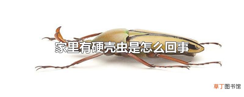家里有硬壳虫是怎么回事