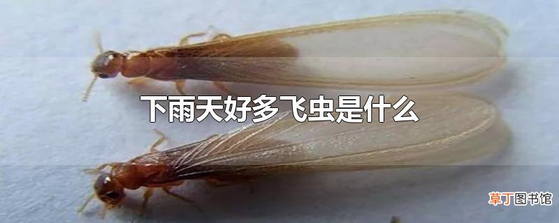 下雨天好多飞虫是什么