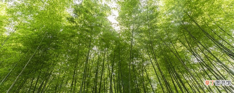 竹里馆运用了什么表现手法 竹里馆的表现手法