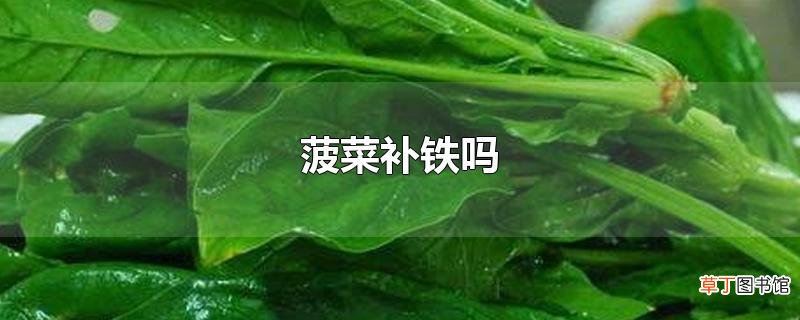 菠菜补铁吗