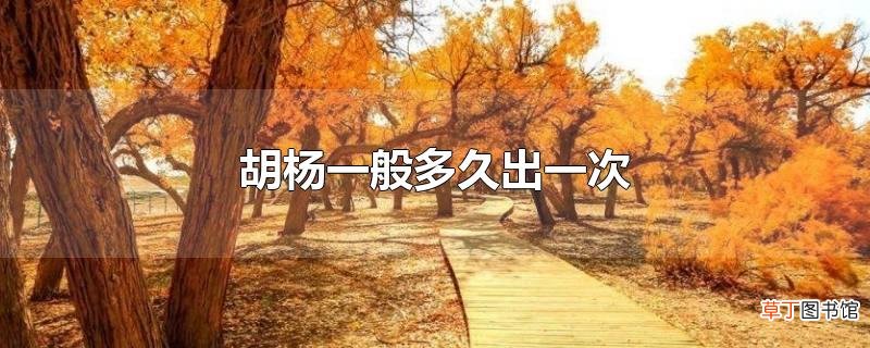 胡杨一般多久出一次