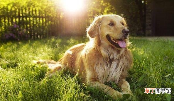 金毛最舒服的温度 金毛夏天会热死吗
