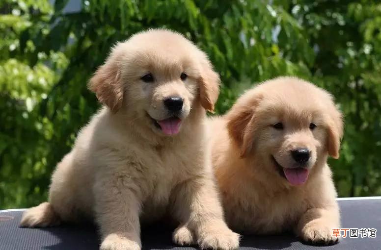 金毛丢了会认新主人吗 金毛犬一生认几个主人