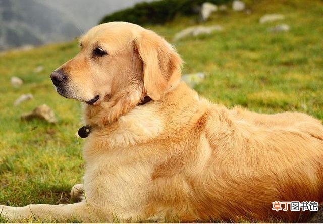 金毛丢了会认新主人吗 金毛犬一生认几个主人