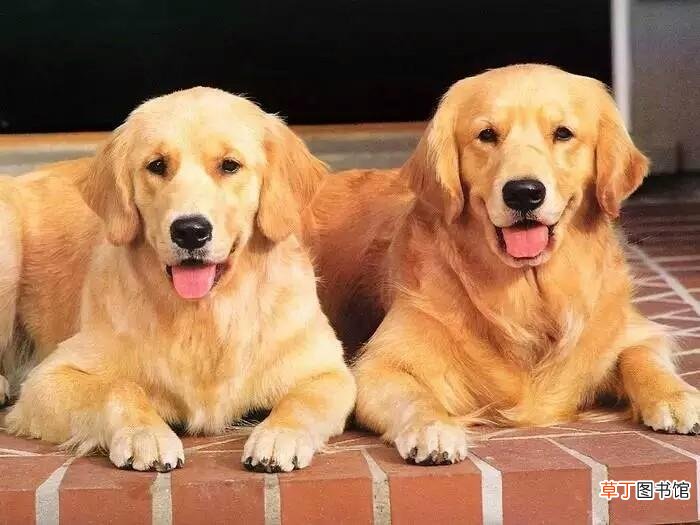 金毛丢了会认新主人吗 金毛犬一生认几个主人