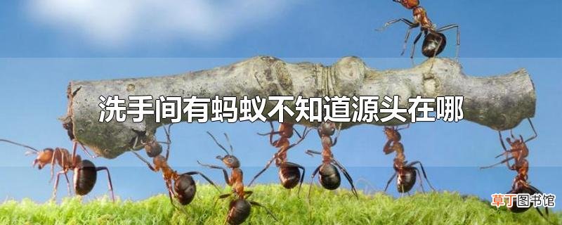 洗手间有蚂蚁不知道源头在哪