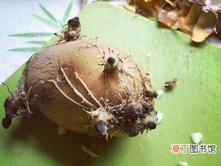 土豆长芽后真的有毒 谨防土豆变青发芽后龙葵素中毒