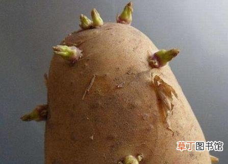 土豆长芽后真的有毒 谨防土豆变青发芽后龙葵素中毒