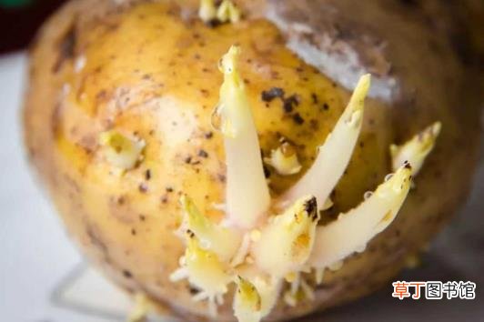 土豆长芽后真的有毒 谨防土豆变青发芽后龙葵素中毒