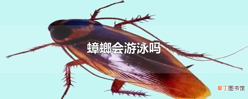 蟑螂会游泳吗