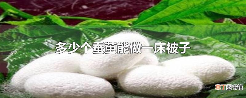 多少个蚕茧能做一床被子