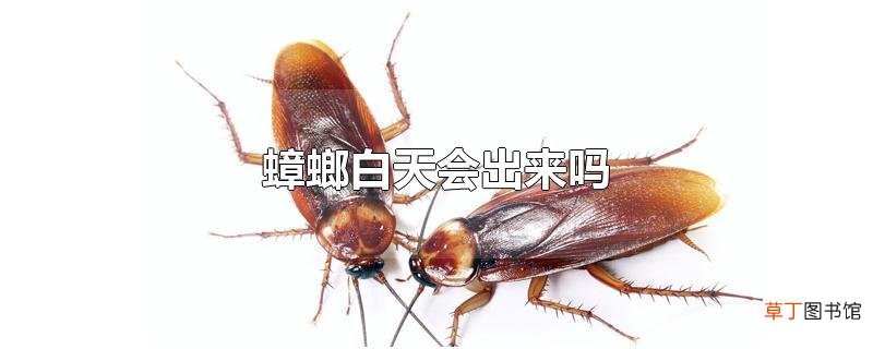 蟑螂白天会出来吗
