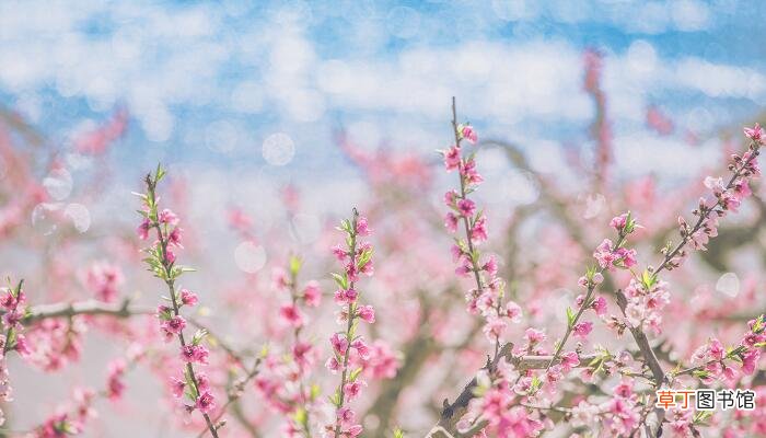 早蝉白居易原文翻译 白居易的早蝉诗意