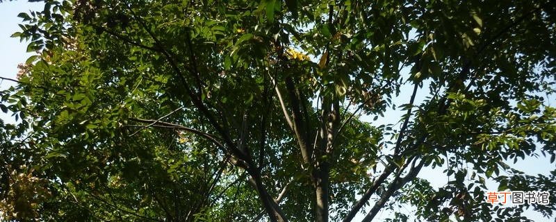 重阳木的养殖方法和注意事项