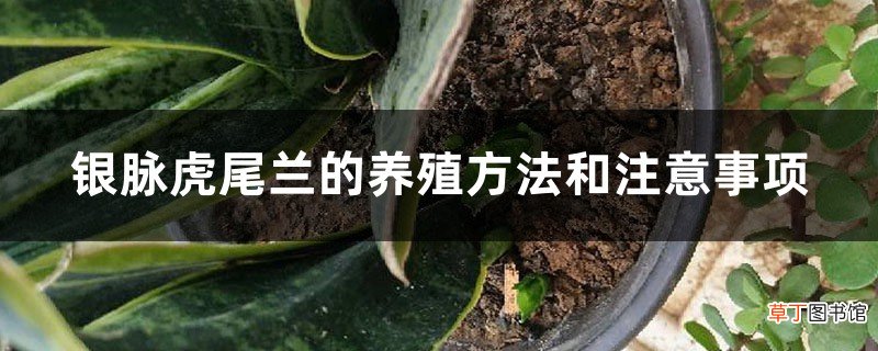 银脉虎尾兰的养殖方法和注意事项