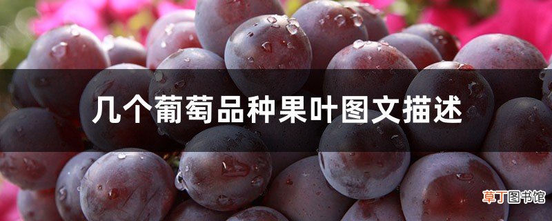 几个葡萄品种果叶图文描述