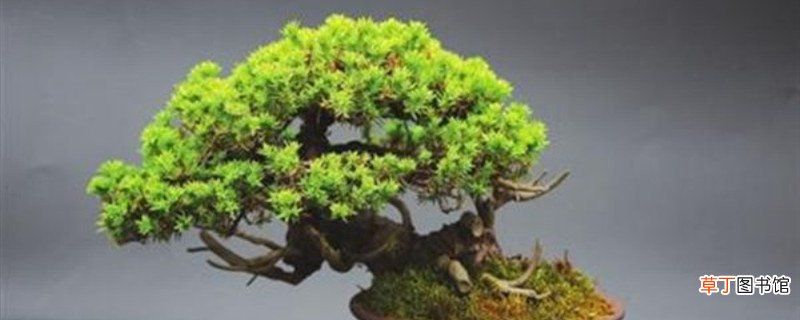 地柏盆景栽种及其介绍