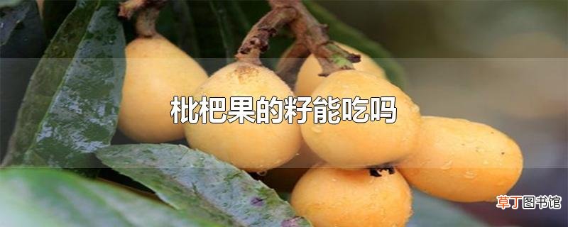枇杷果的籽能吃吗