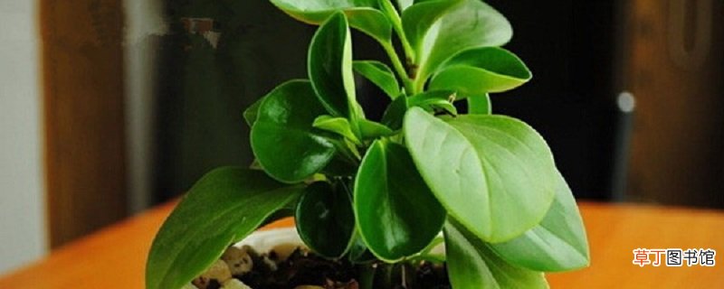紫边碧玉椒草的养殖方法和注意事项