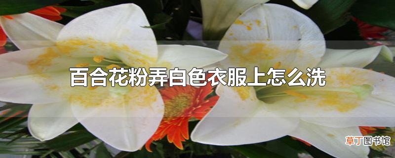 百合花粉弄白色衣服上怎么洗