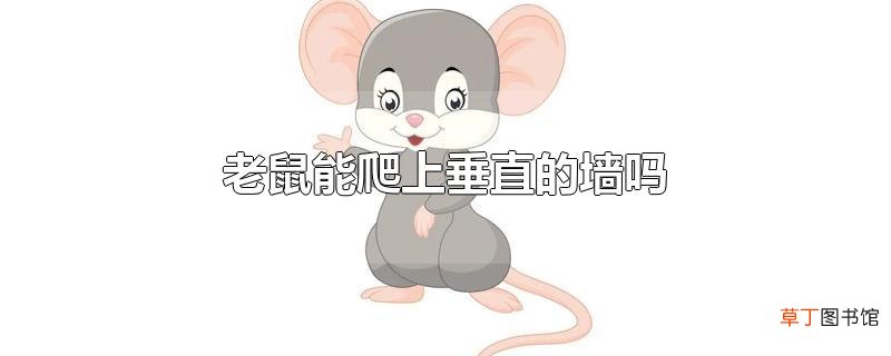 老鼠能爬上垂直的墙吗