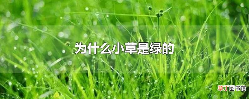 为什么小草是绿的