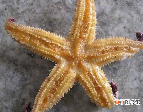 海星怎么吃？