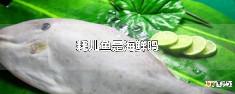 耗儿鱼是海鲜吗