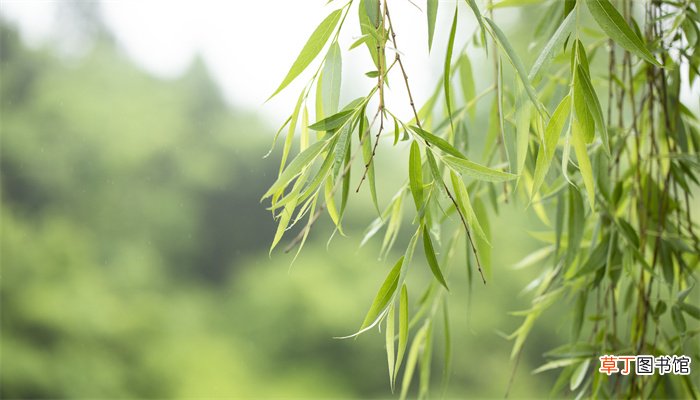 咏柳是怎样赞美柳树的