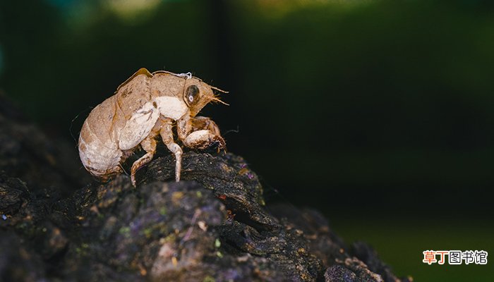 蝉的蜕变给人什么哲理