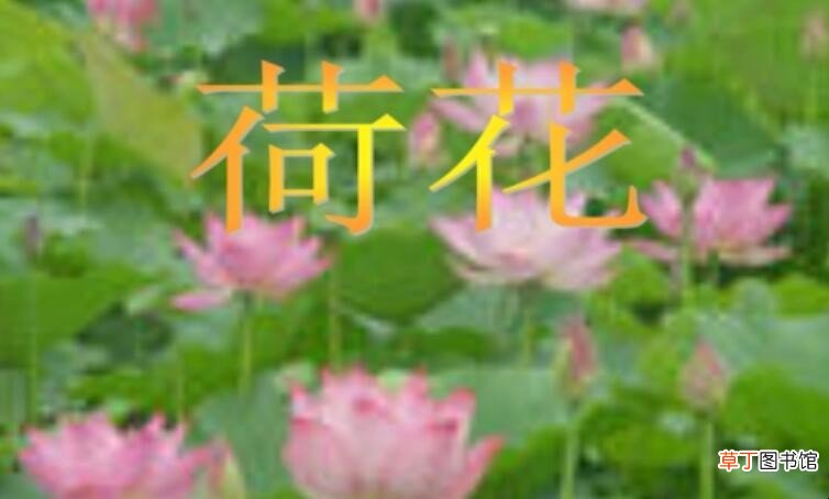 仿写荷花作文怎么写