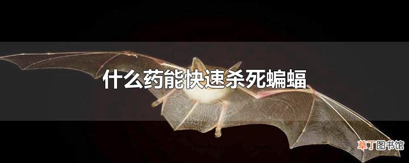 什么药能快速杀死蝙蝠
