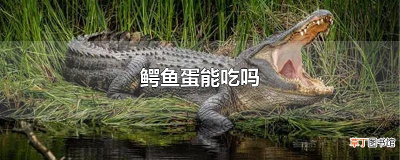 鳄鱼蛋能吃吗