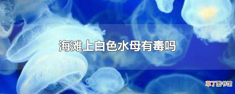 海滩上白色水母有毒吗