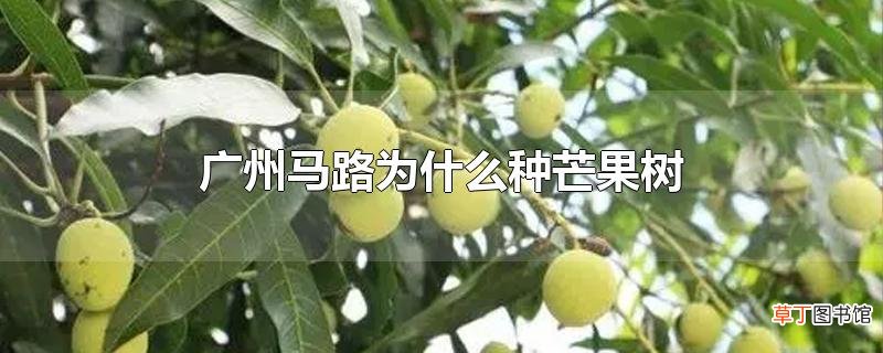 广州马路为什么种芒果树
