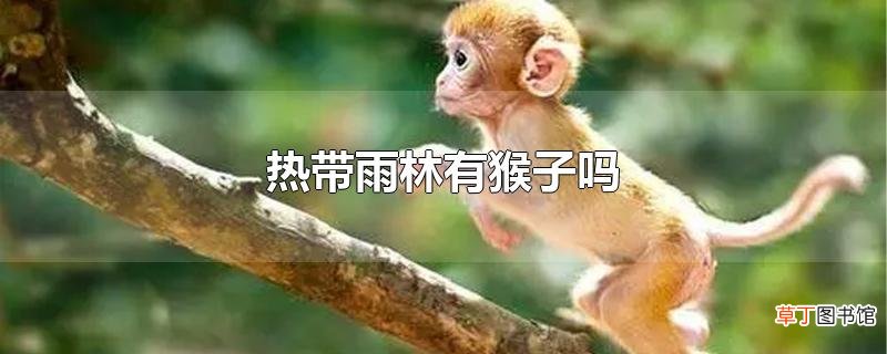 热带雨林有猴子吗