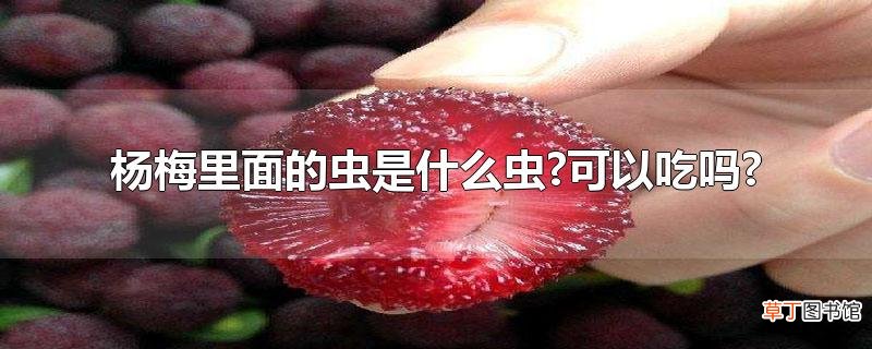 杨梅里面的虫是什么虫?可以吃吗?