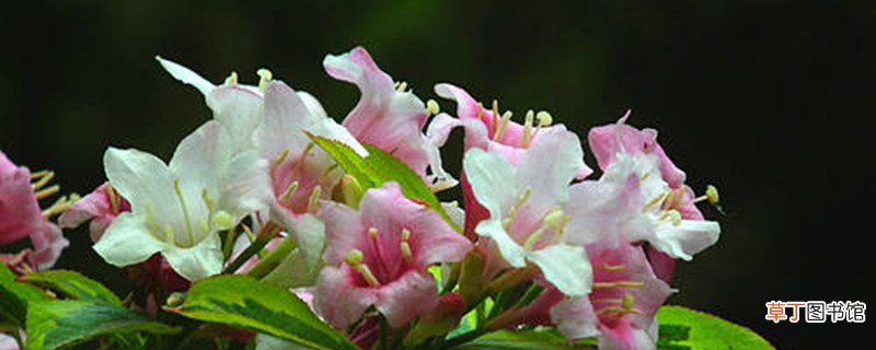 海仙花的养殖方法