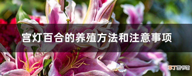 宫灯百合的养殖方法和注意事项