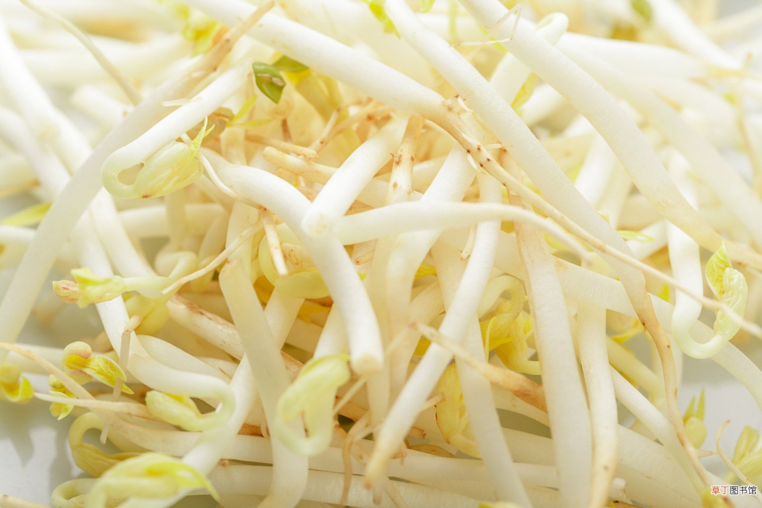 豆芽的养殖方法