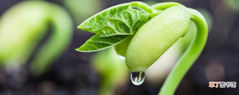 豆芽的养殖方法
