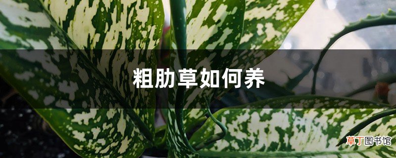 粗肋草如何养