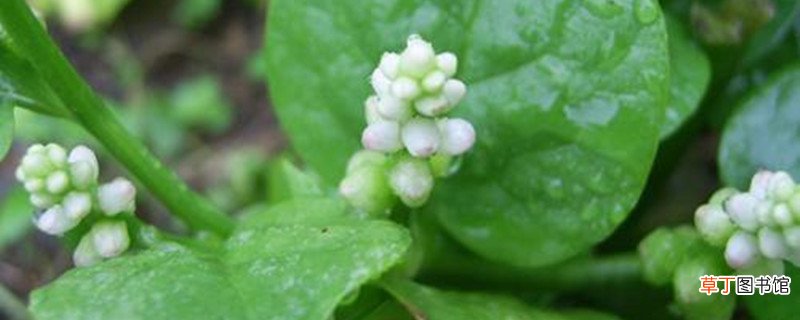 潺菜的养殖方法