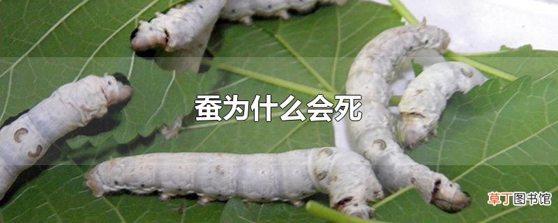 蚕为什么会死