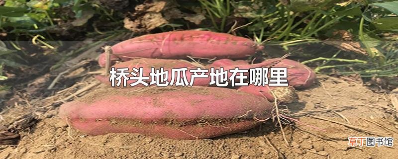 桥头地瓜产地在哪里