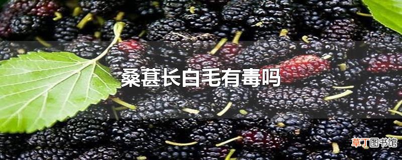 桑葚长白毛有毒吗