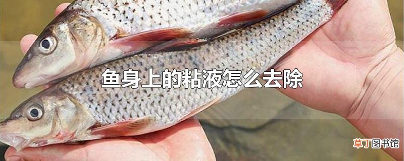 鱼身上的粘液怎么去除