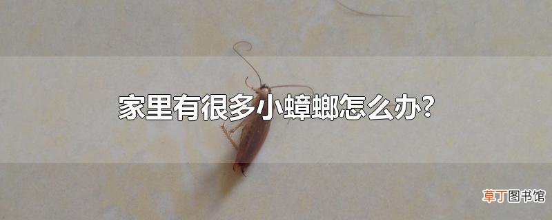 家里有很多小蟑螂怎么办?
